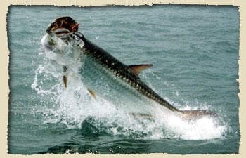 Tarpon Fishing