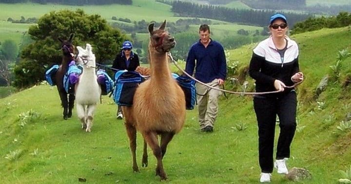 Taster Trek