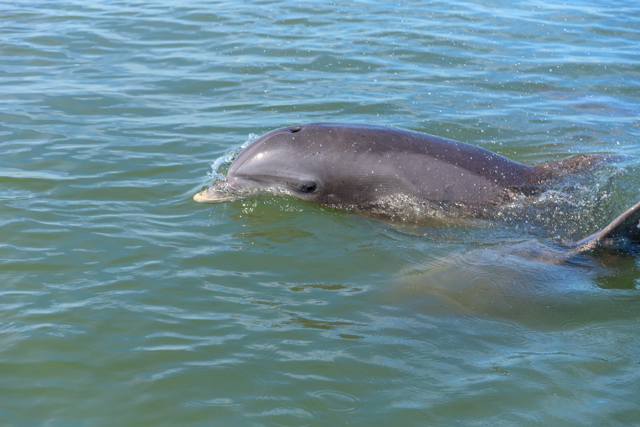 3 Hour Private Nature/Dolphin 30ft Pontoon Onboard Restroom