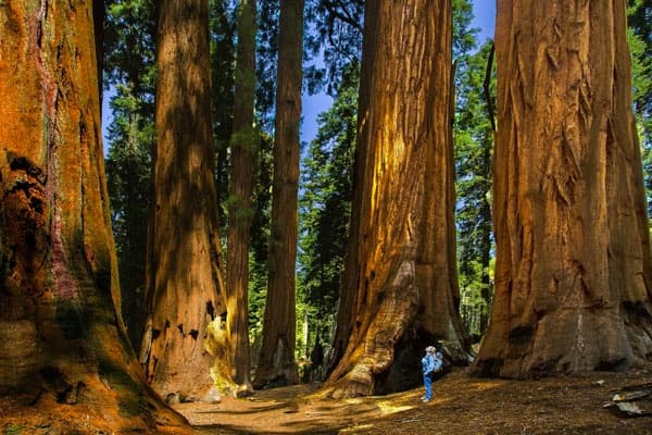 Sequoia Full Day Private Tour & Hike