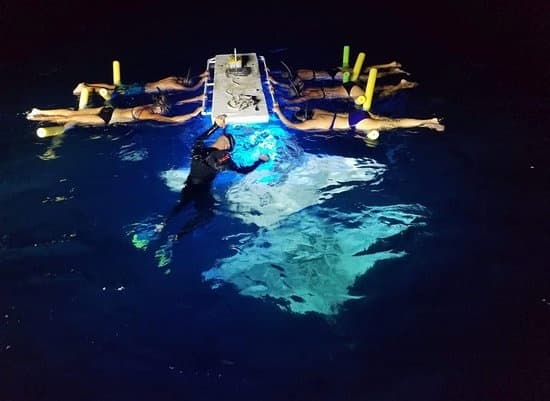 Manta Ray Night Snorkel