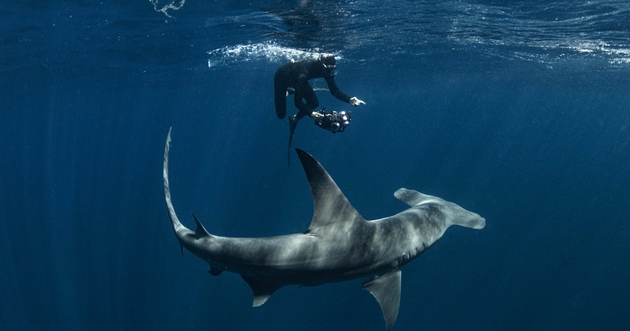 Big Shark Drift