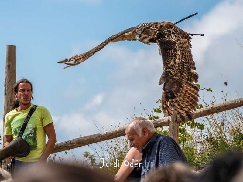 Exhibición de vuelo de aves rapaces
