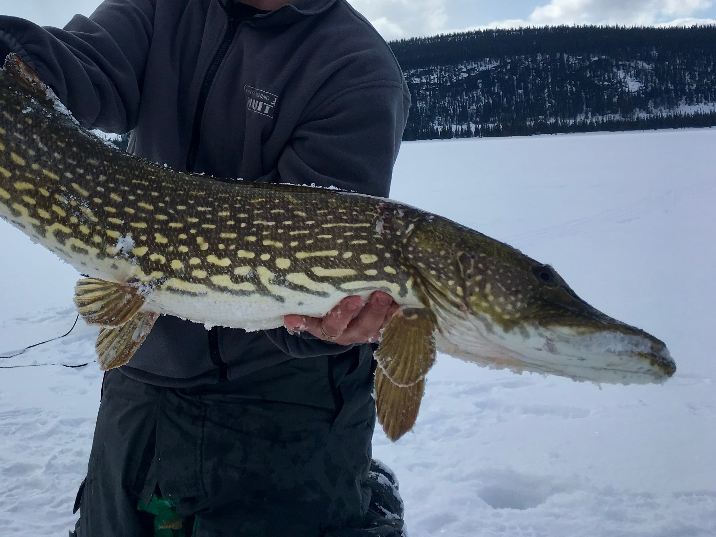 Winter Pike Fishing Safari (4h)