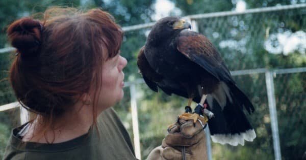 Hawk Walk (Owls too)