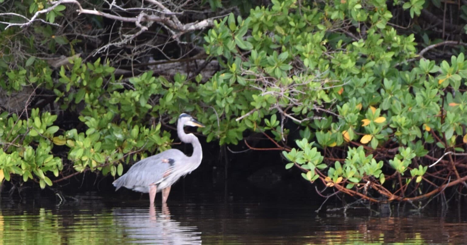 Dolphin & Nature Cruise