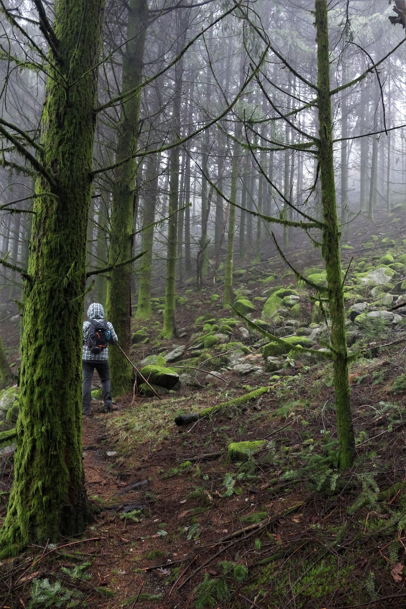 Trekking- Trilho do Bosque