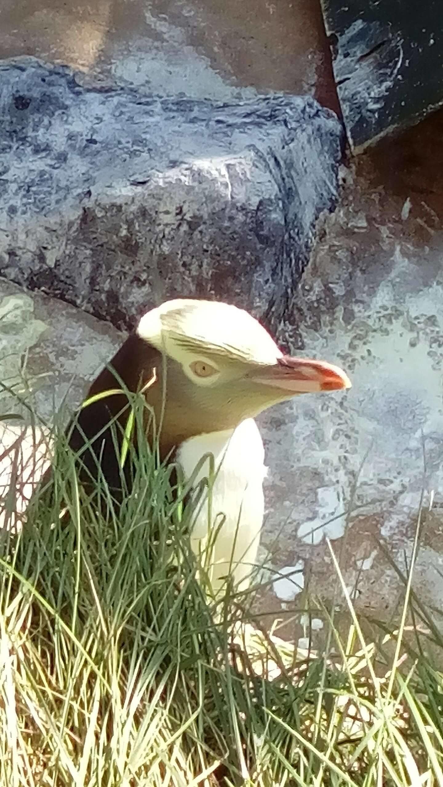 Dunedin City, Peninsula Scenery & Penguin tour