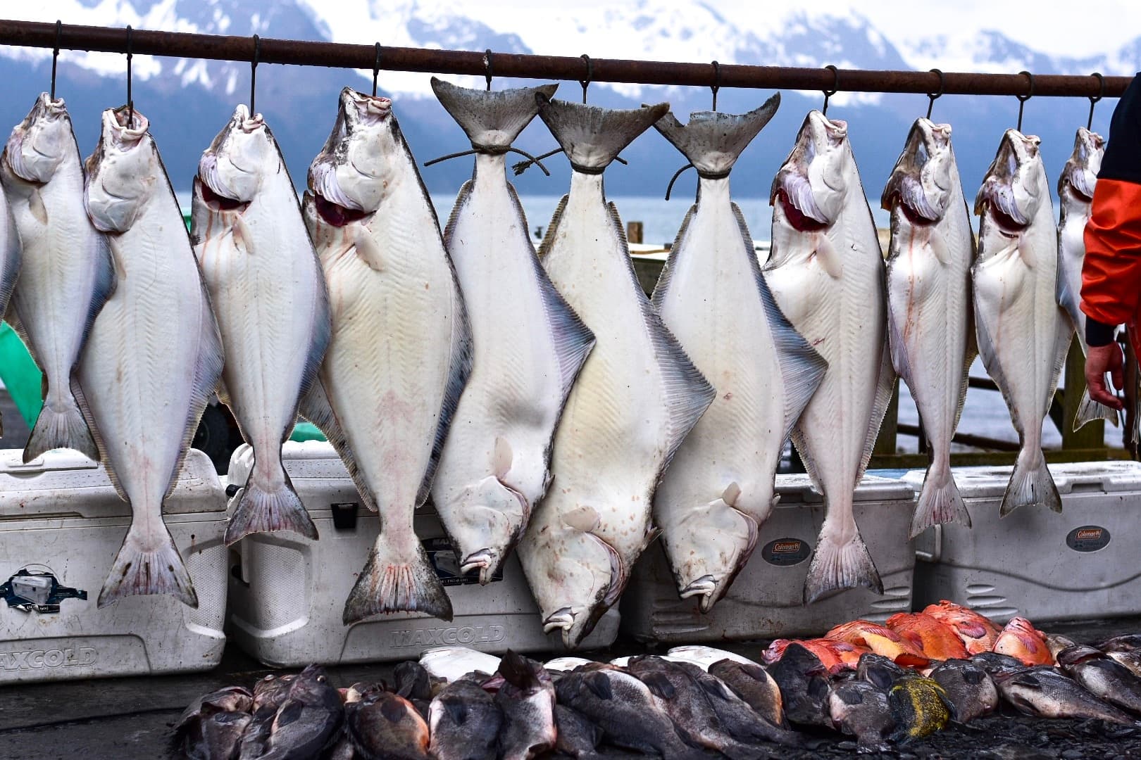 Halibut & King Salmon Fishing Charter Combo