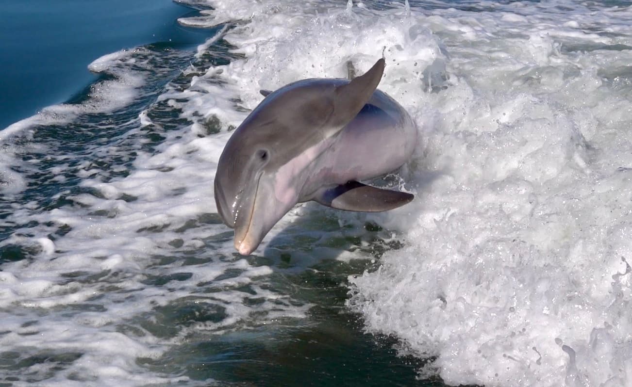 Four Hour Dolphins and Beginners Snorkeling Adventure