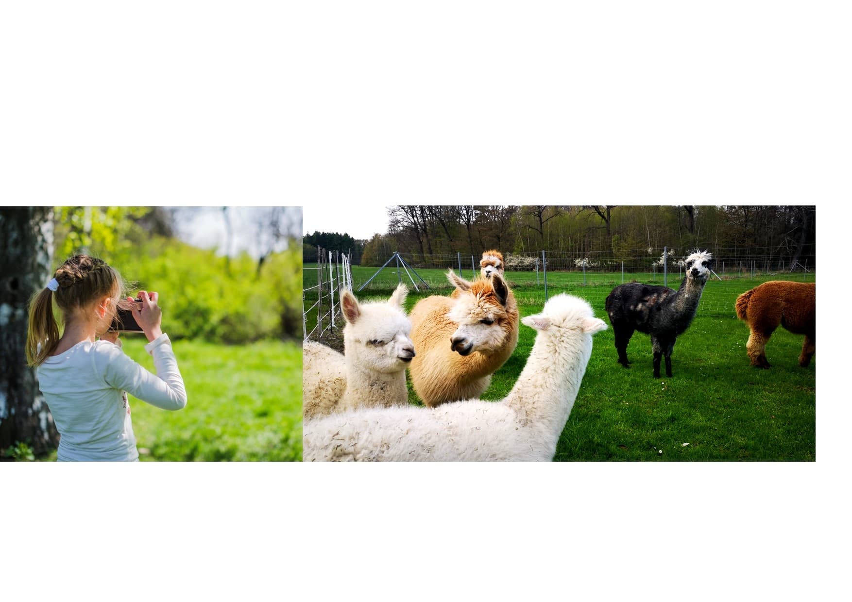 Alpaka-Fotoshooting