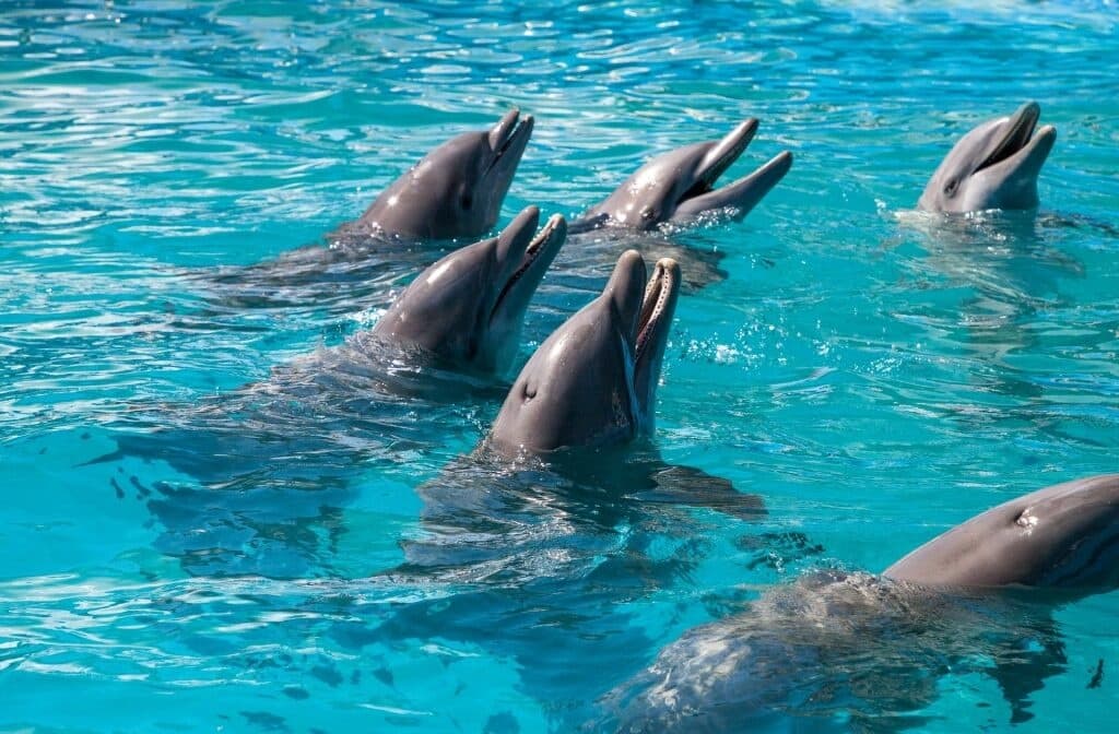 Private Dolphin Playground Safari