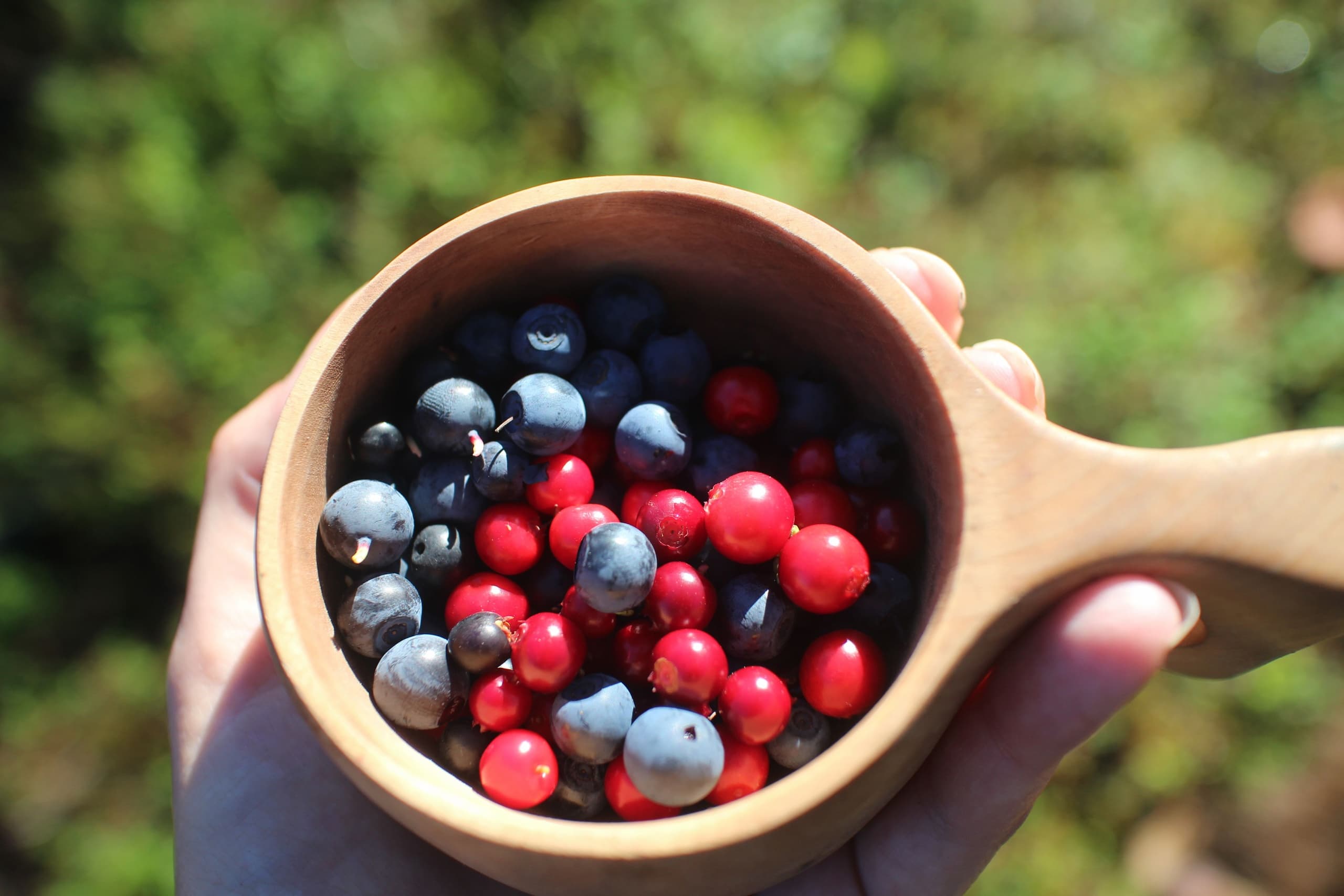 Foraging Lappish wild food