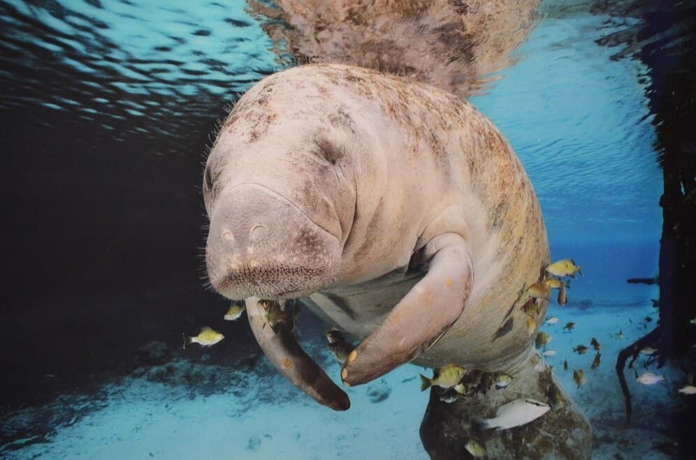 Dolphin & Manatee, Island Beach Day Tour