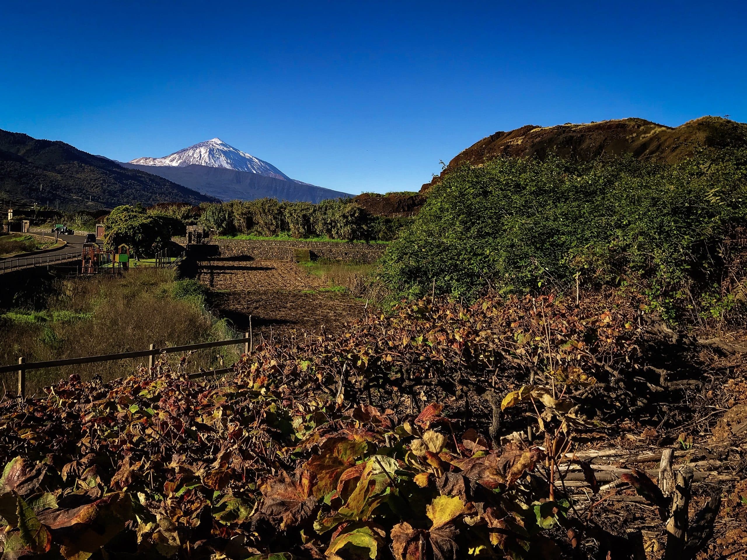 HISTORIA DEL VINO CANARIO, entre villas y viñedos