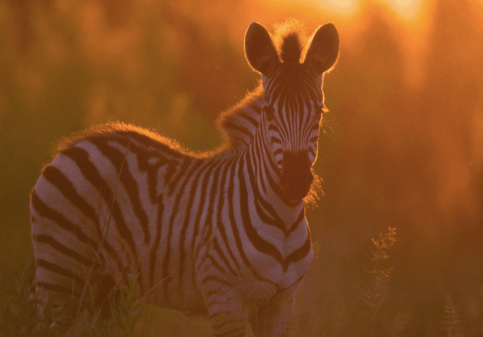 Sunset Safari Tour