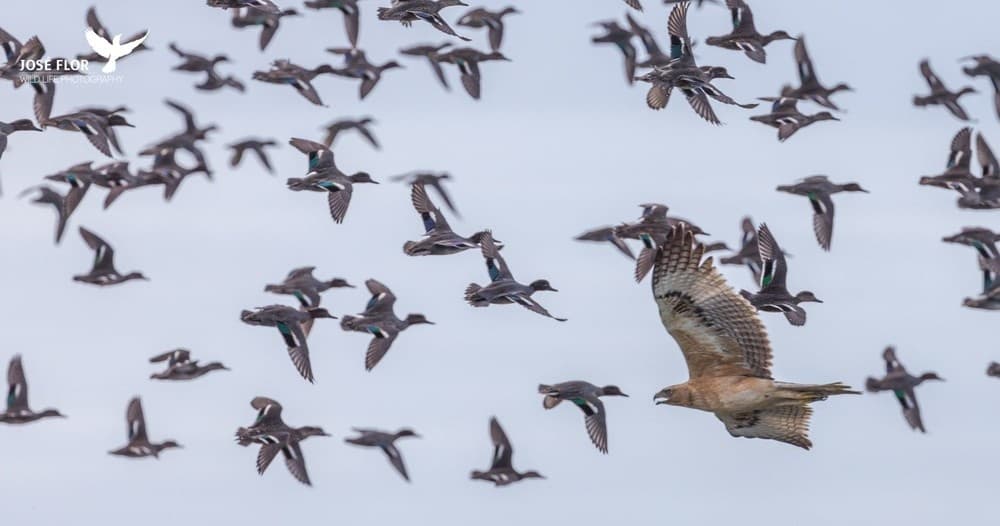 Observação de Aves - Visita Privada 1.30h