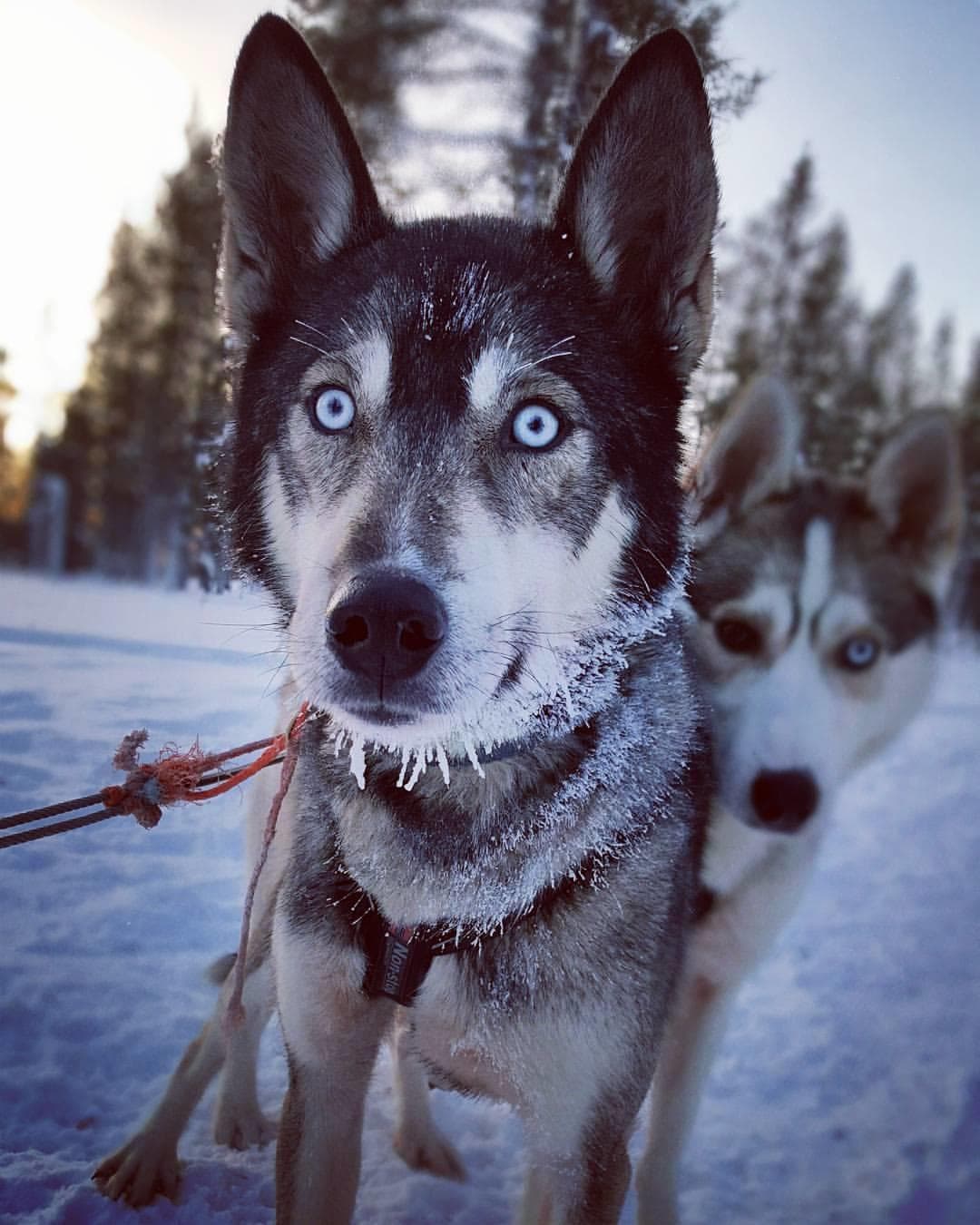 [H2] Husky Safari (10km)