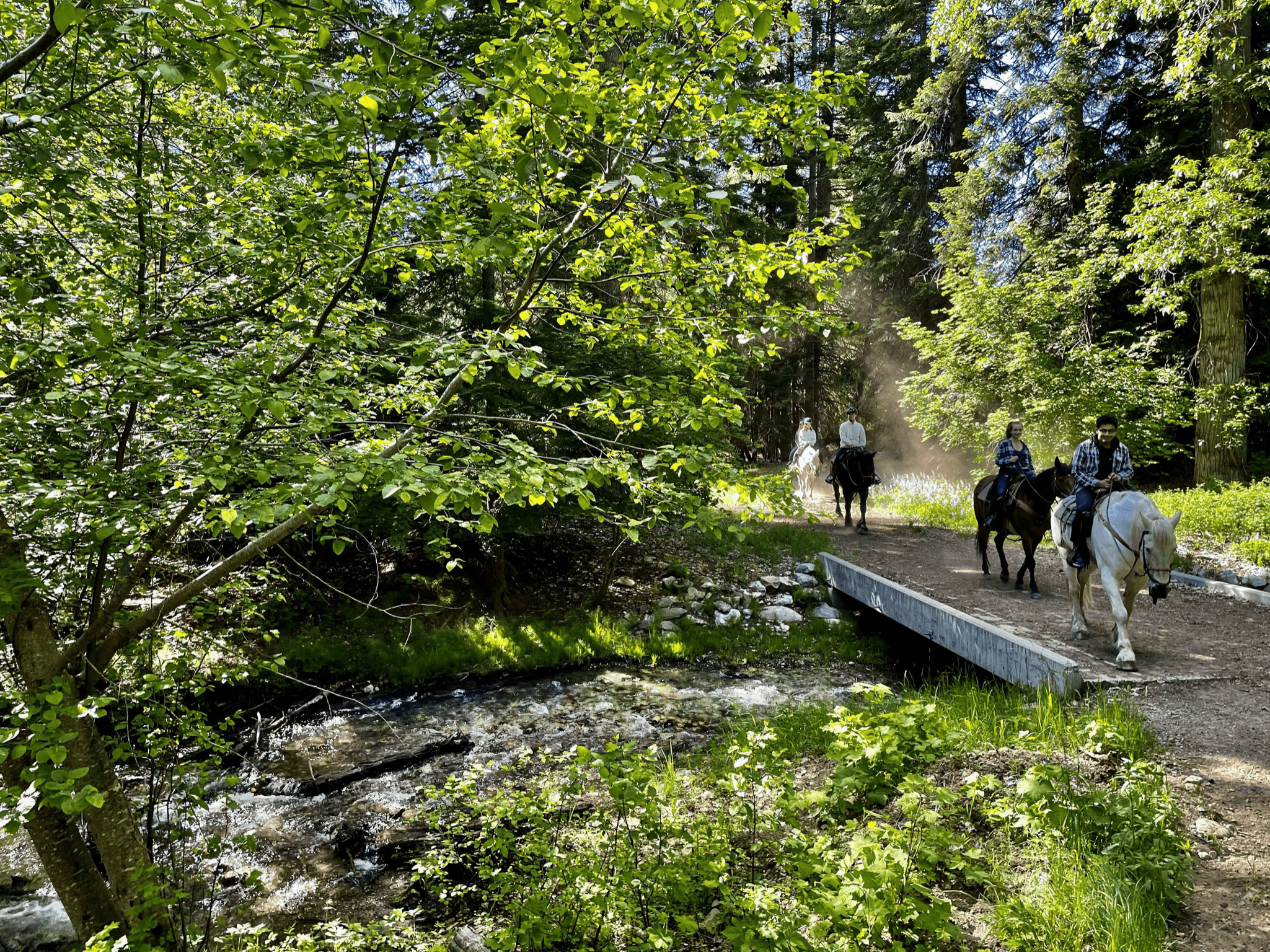 2 Hour Alpine Meadow Ride