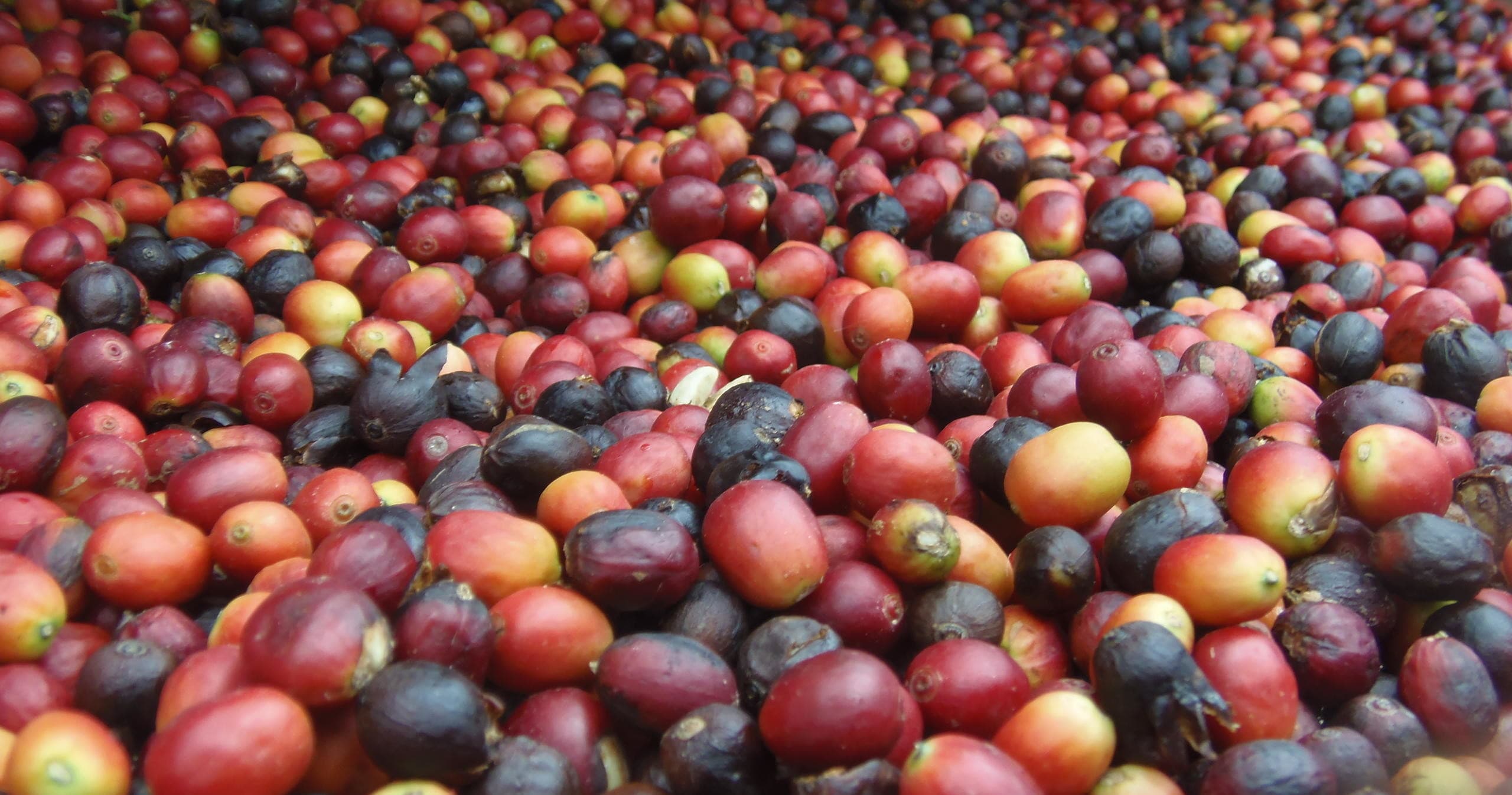 Día completo al Norte de la isla, cafetales y viñedos