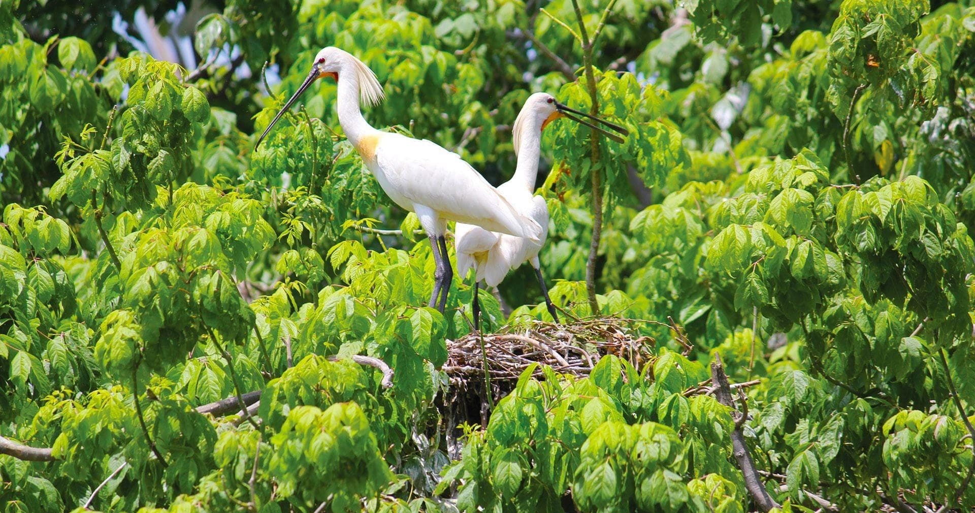 Observação de Aves