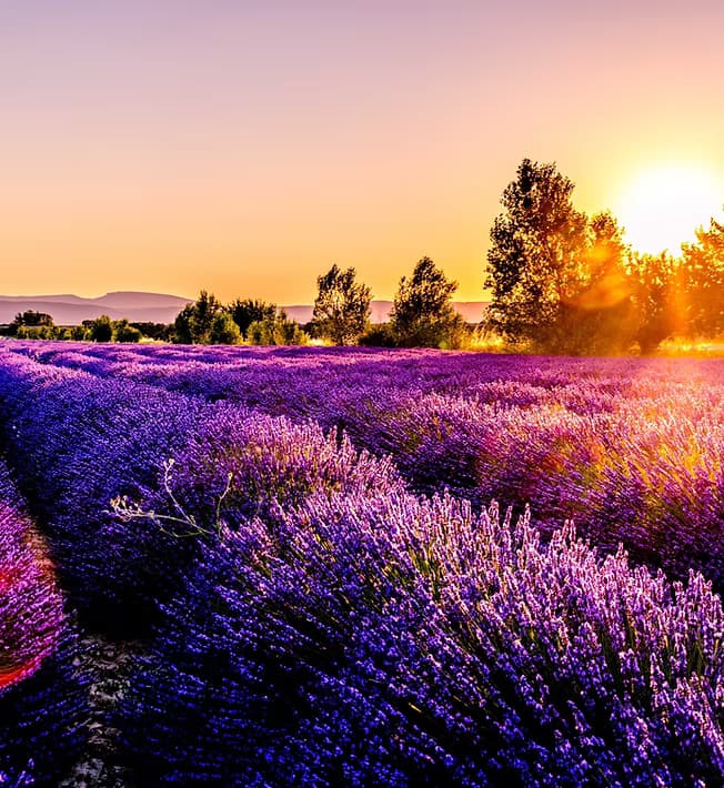 Lavender Half Day