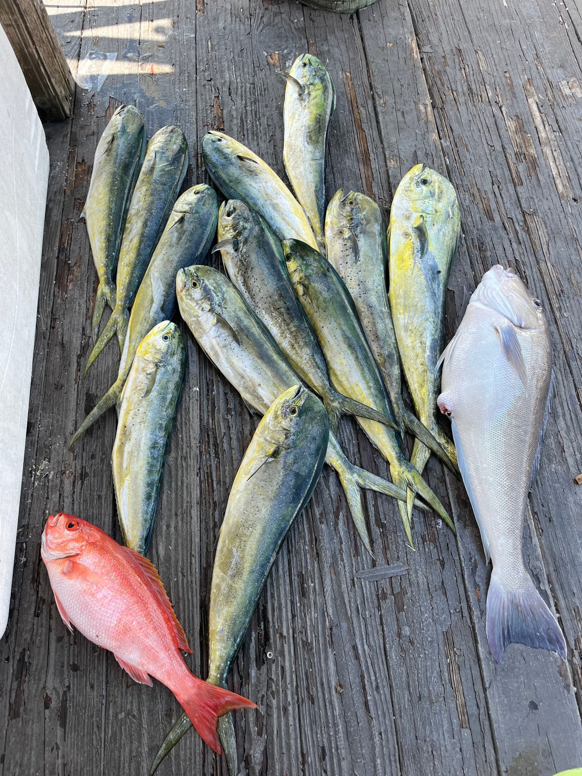 6 Hour Trip (AM) Offshore Fishing