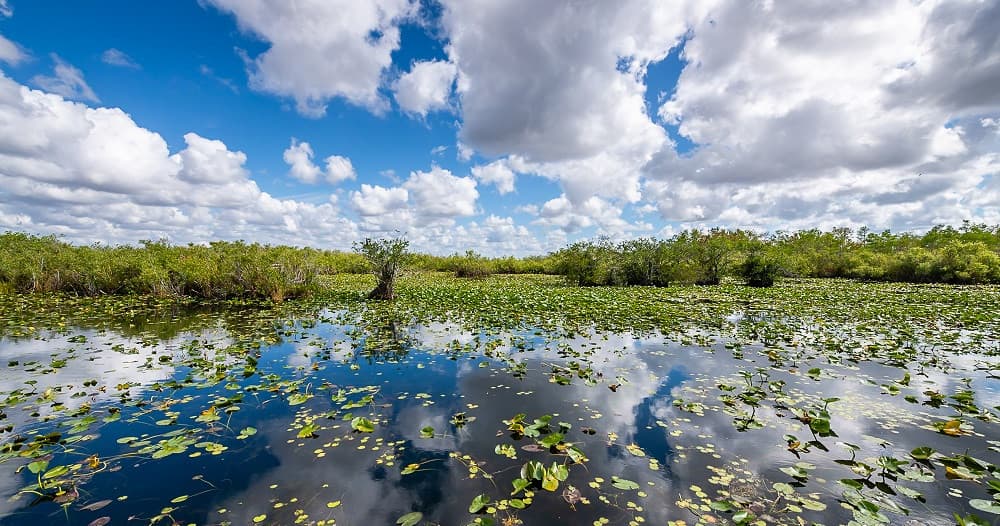 Depart from Miami to discover the Everglades with Airboat tour included