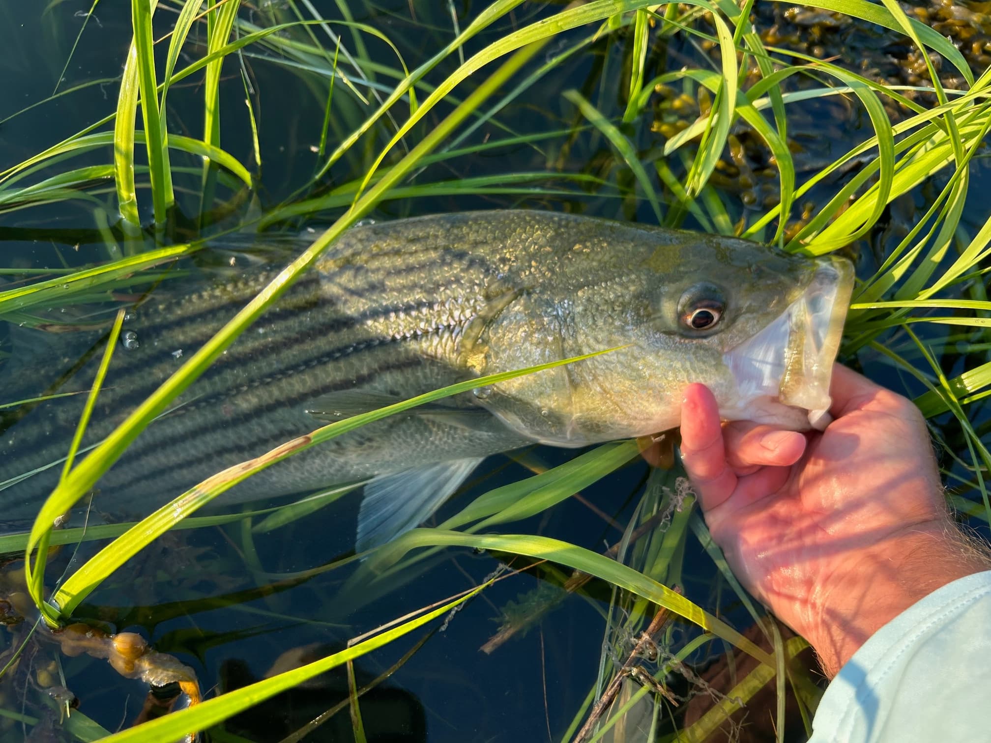 Evening Striper 4-Hour Charter
