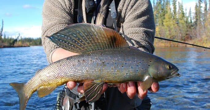 Delta Clearwater Trophy Grayling Day Trip