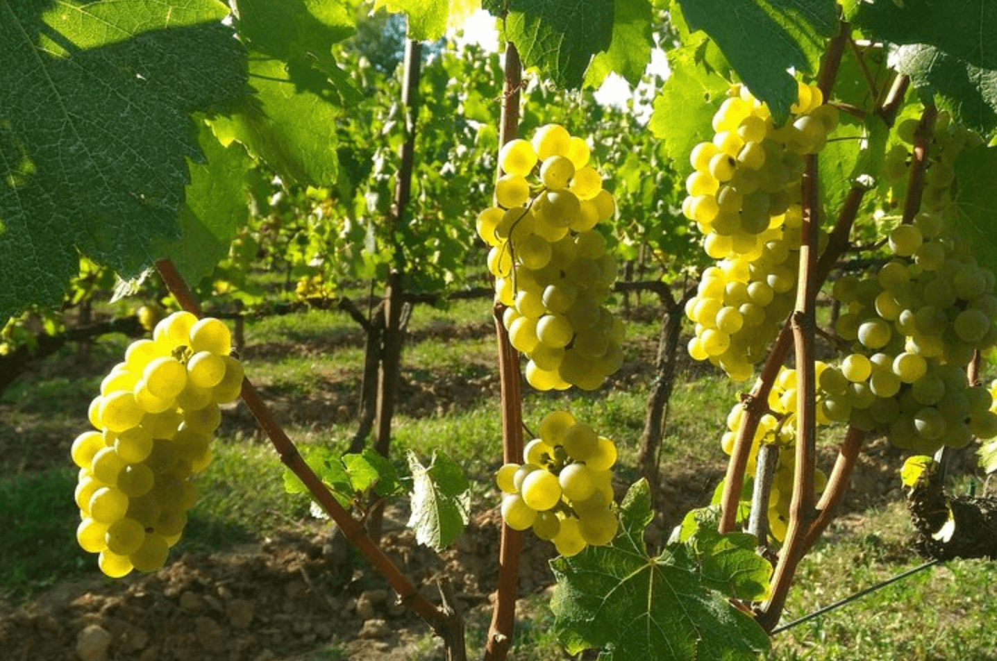 from MILAN: Franciacorta&Amarone