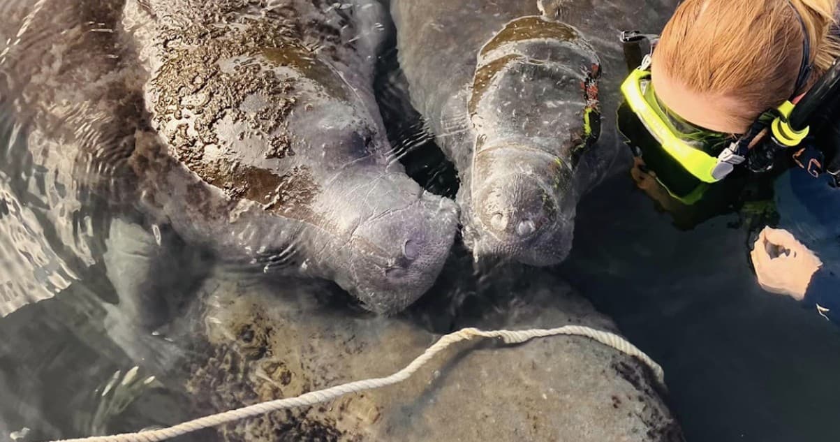 Manatee Madness | Crystal River | 6 Hour Private Tour | Dockside Lunch