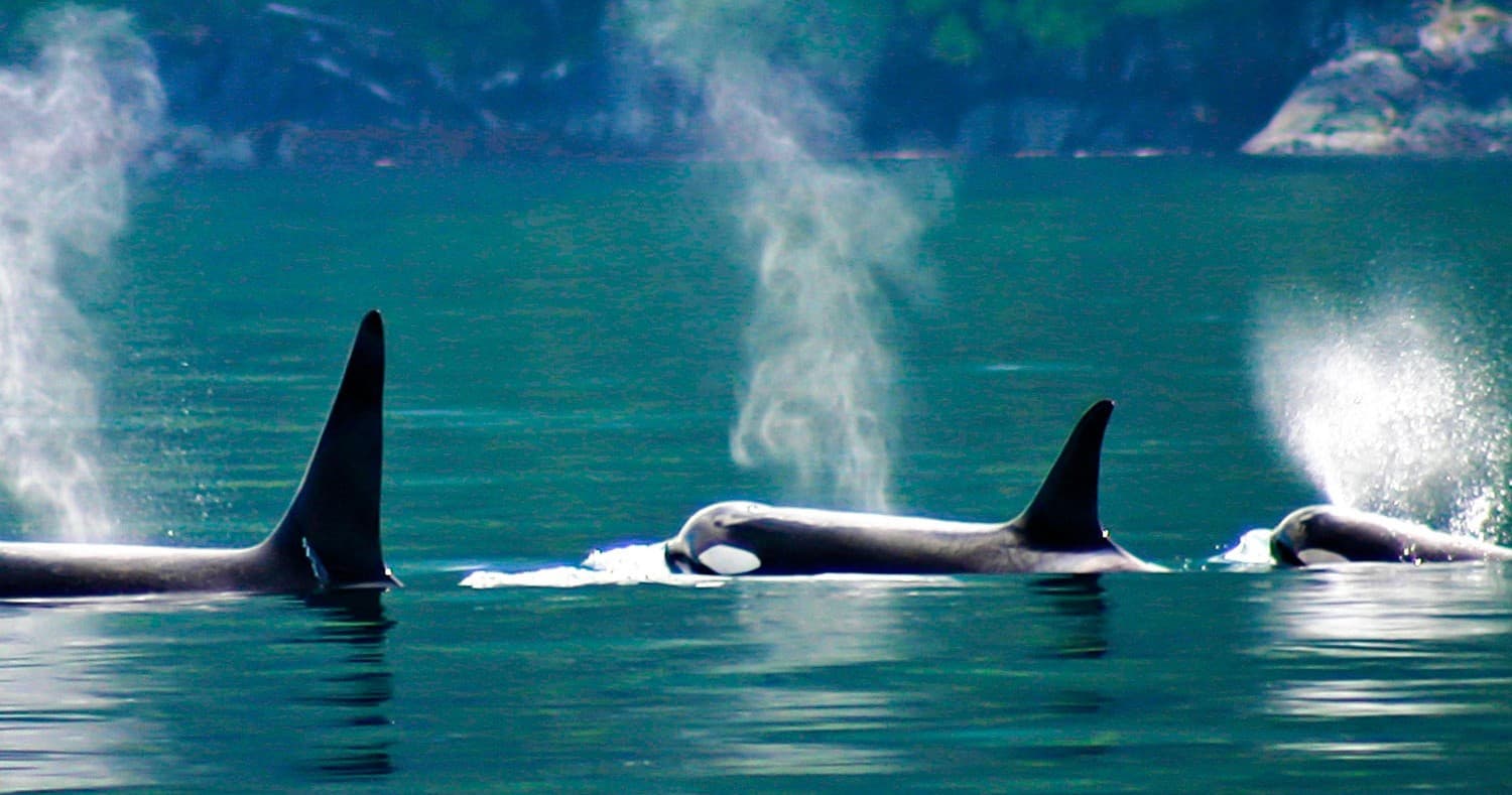 Whale Watching Marine Eco Tour - 4 hours