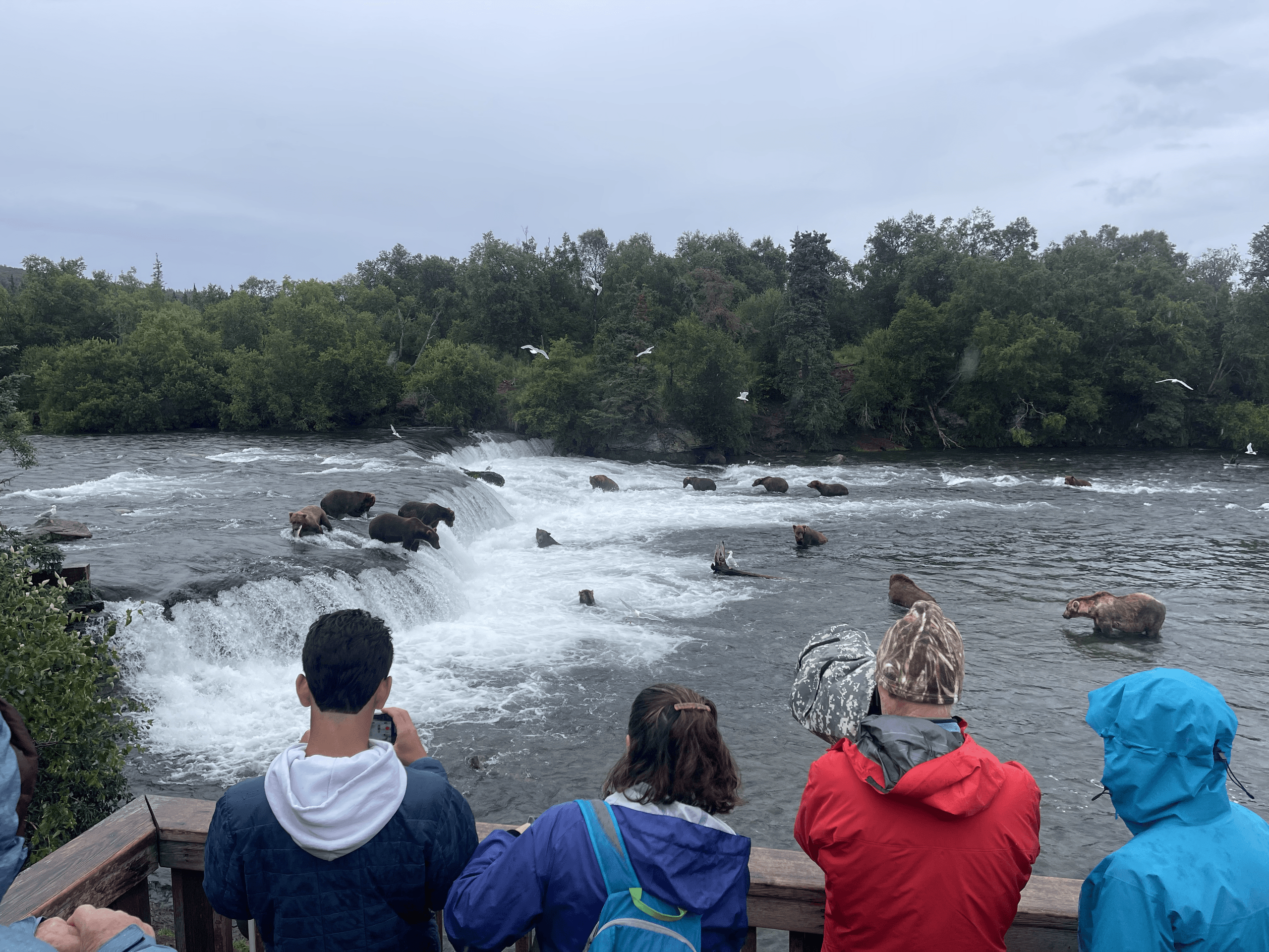 Alaska Brown Bear Brooks Falls