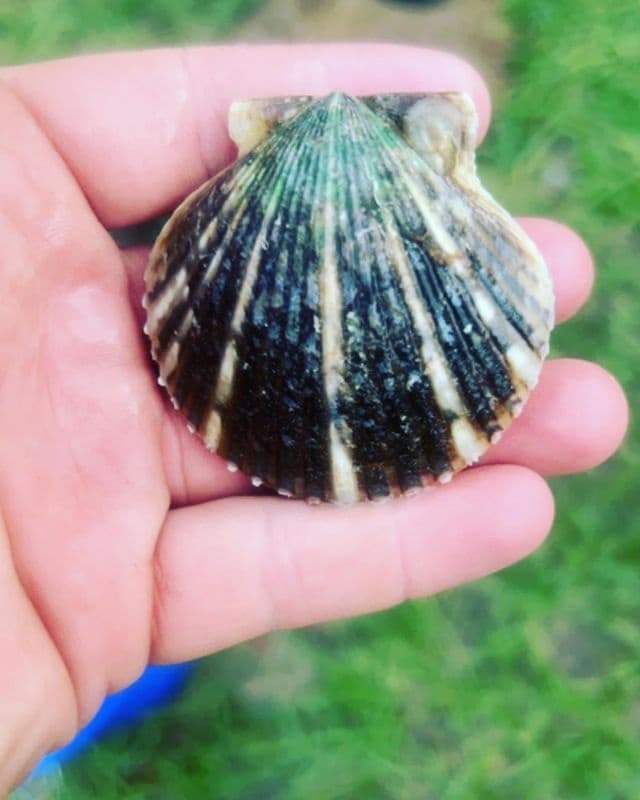 Scalloping Trip