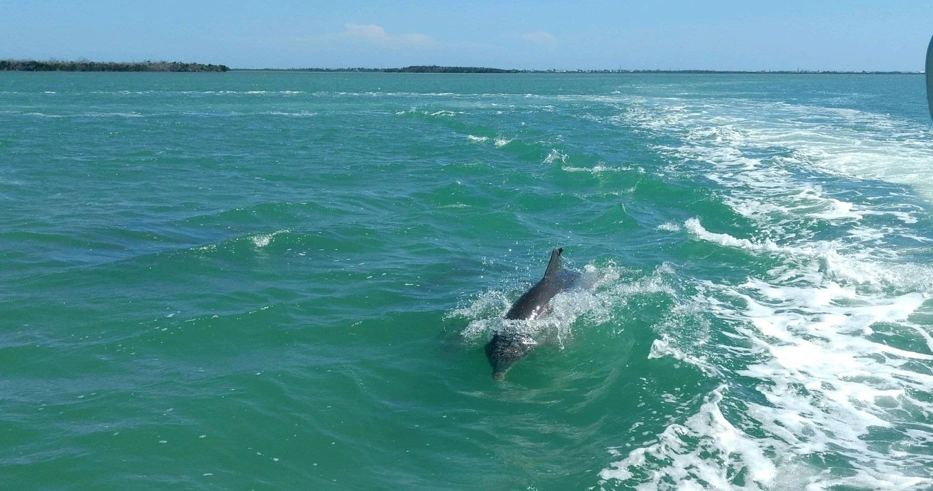 Dolphin Watching & KW Island Tour