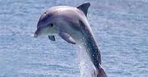 Dolphin Cruise