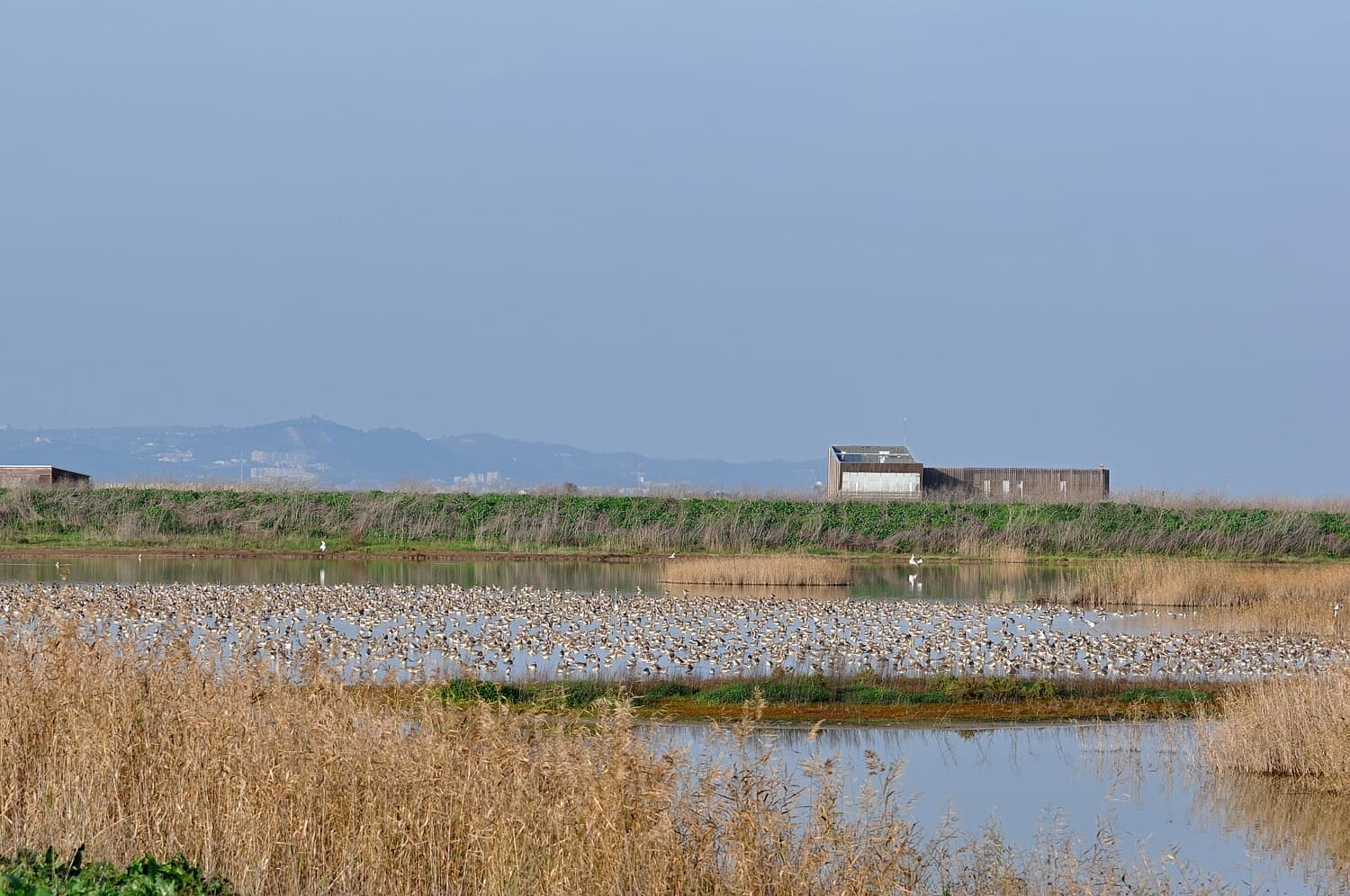 Observação de Aves - 1.30h