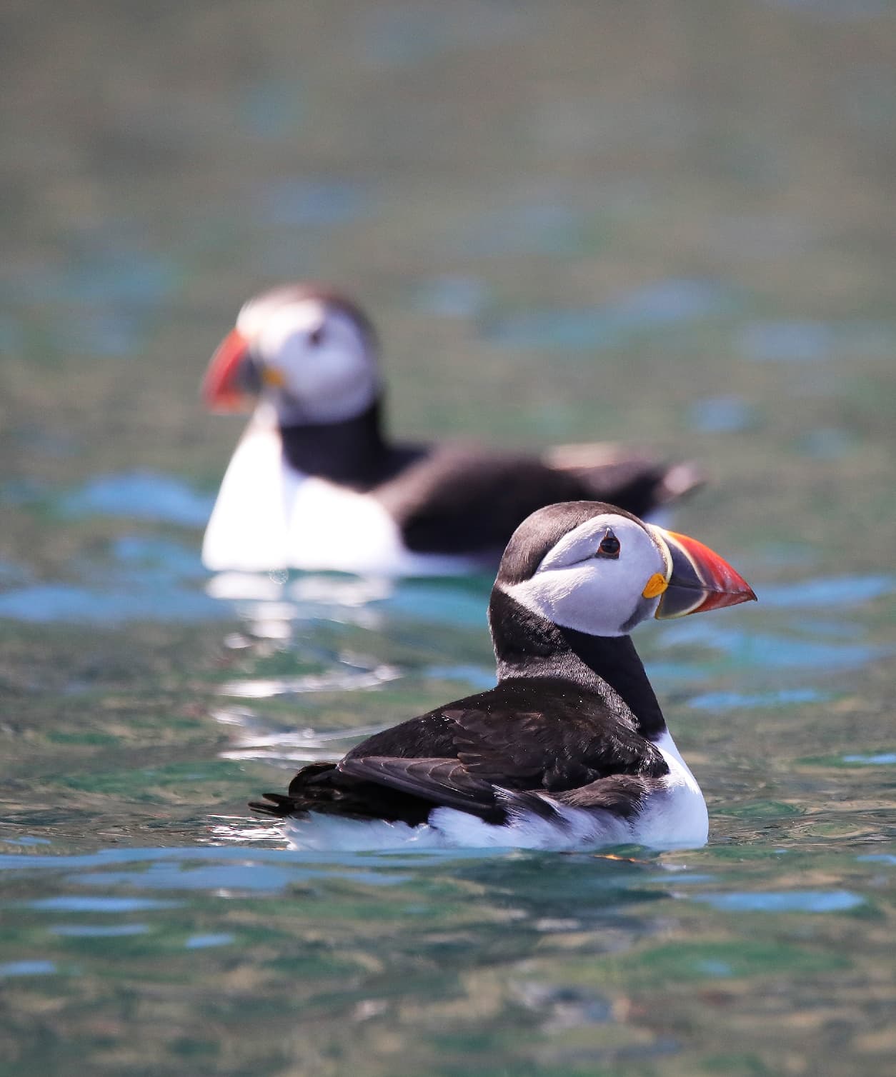 Skomer Island Voyage