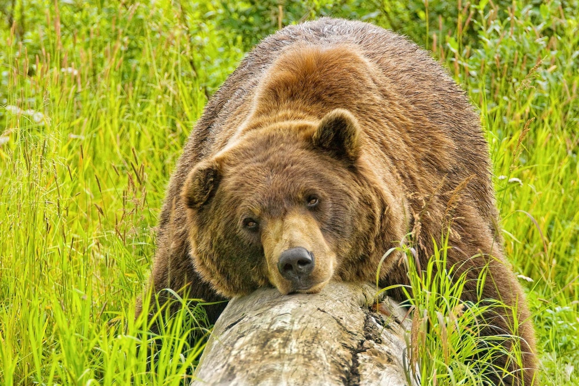 Anchorage To Seward Private Cruise Transfer/Tour