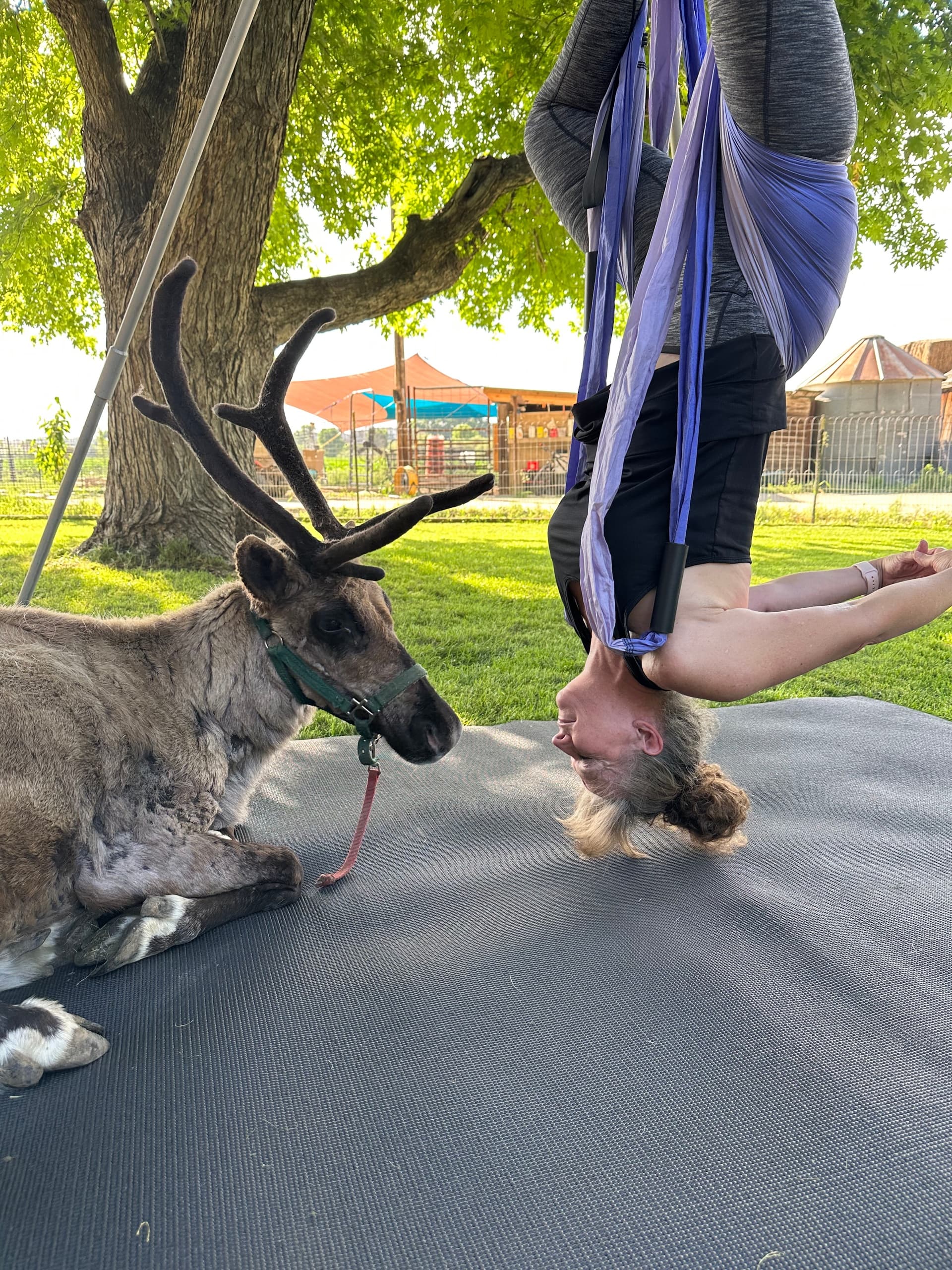 Group Yoga Trapeze with Reindeer
