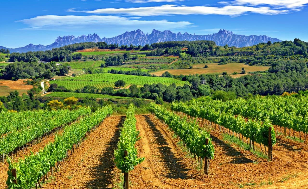 Montserrat & Penedès Wine and Cava Tour