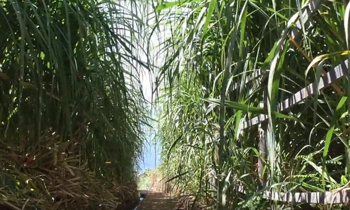 Sugar Cane Route - Ponta do Sol
