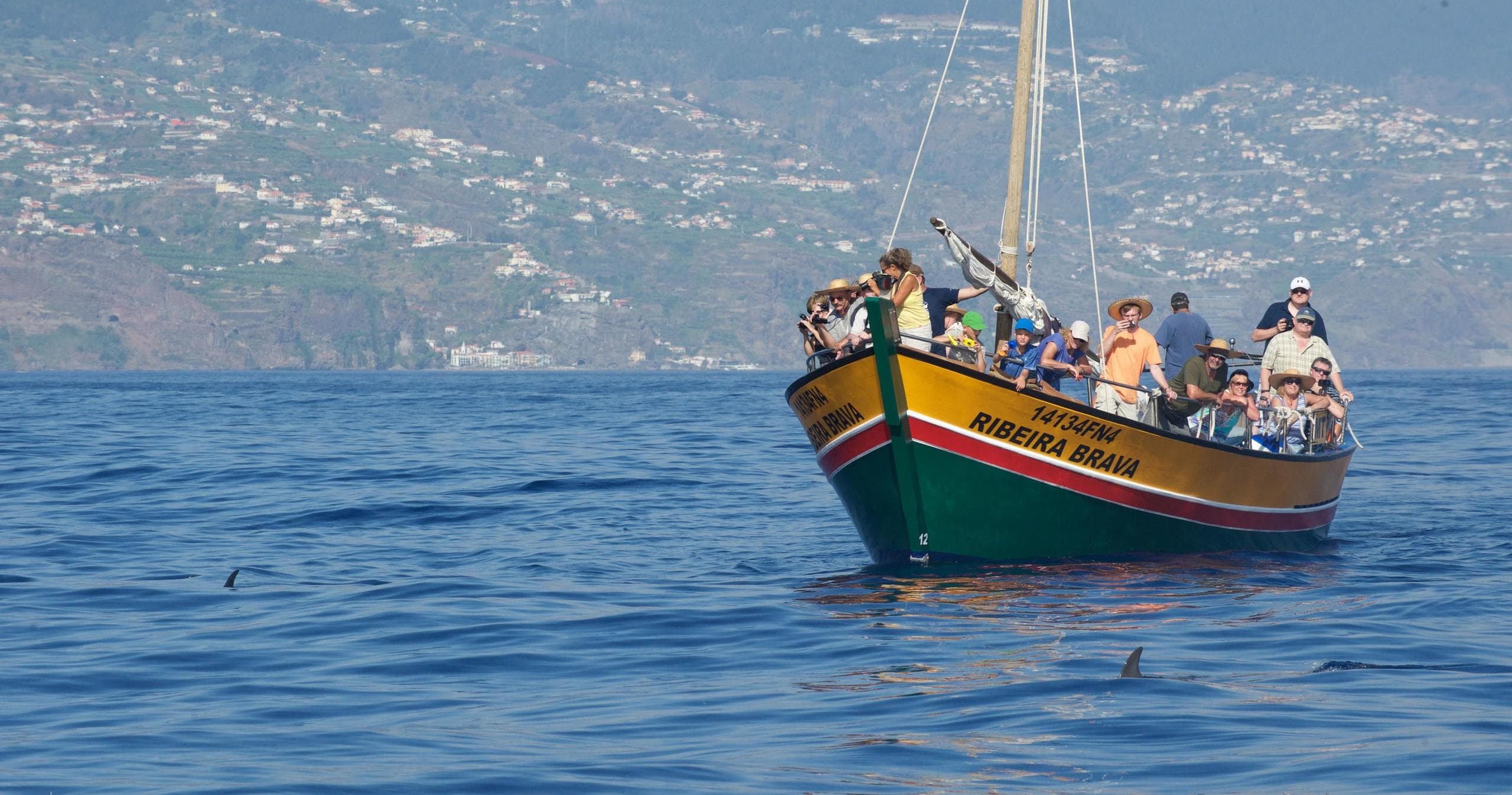 Ribeira Brava - Whale Watching Tour