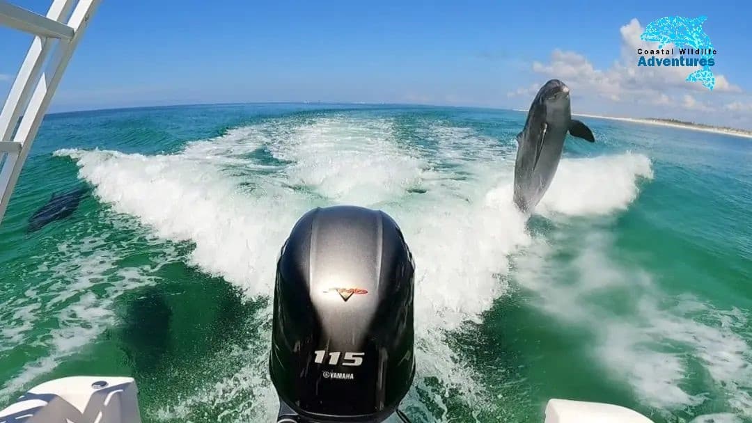 2 Hour Dolphin Tour