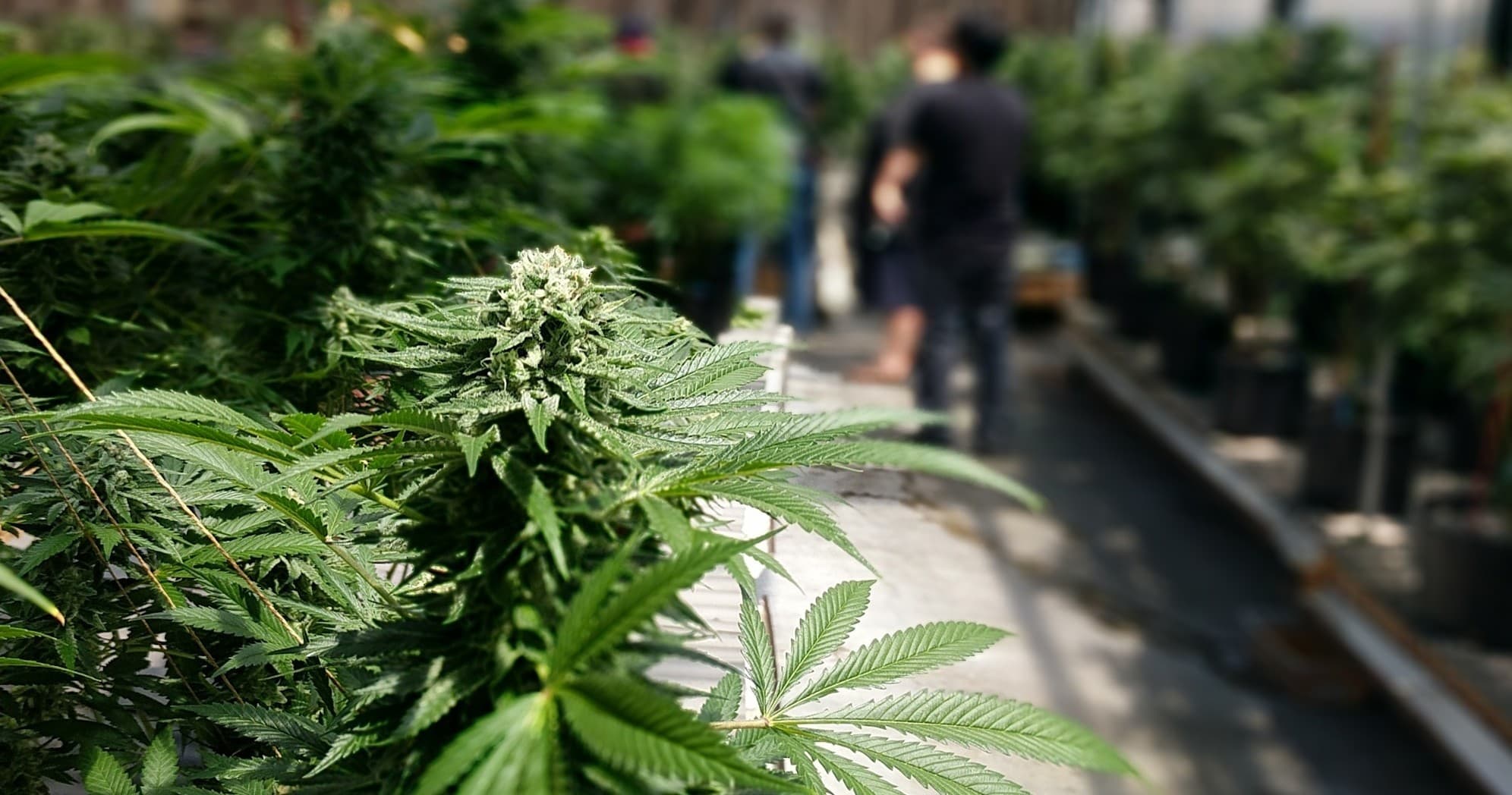 Vegas Dispensary Tour