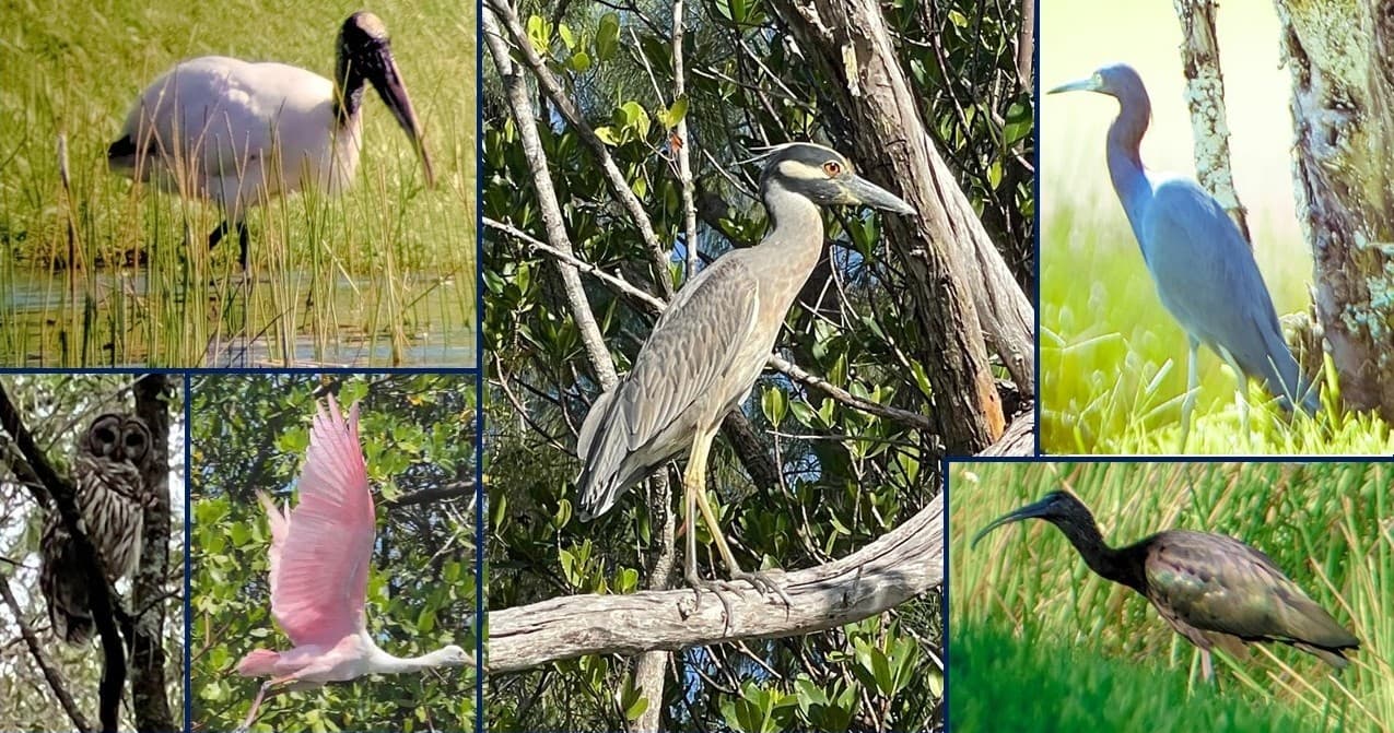2-Hour Jungle Tour from a Prehistoric Archaeological and Aquatic Preserve in Fort Pierce