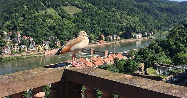 Heidelberg Hiking Tour