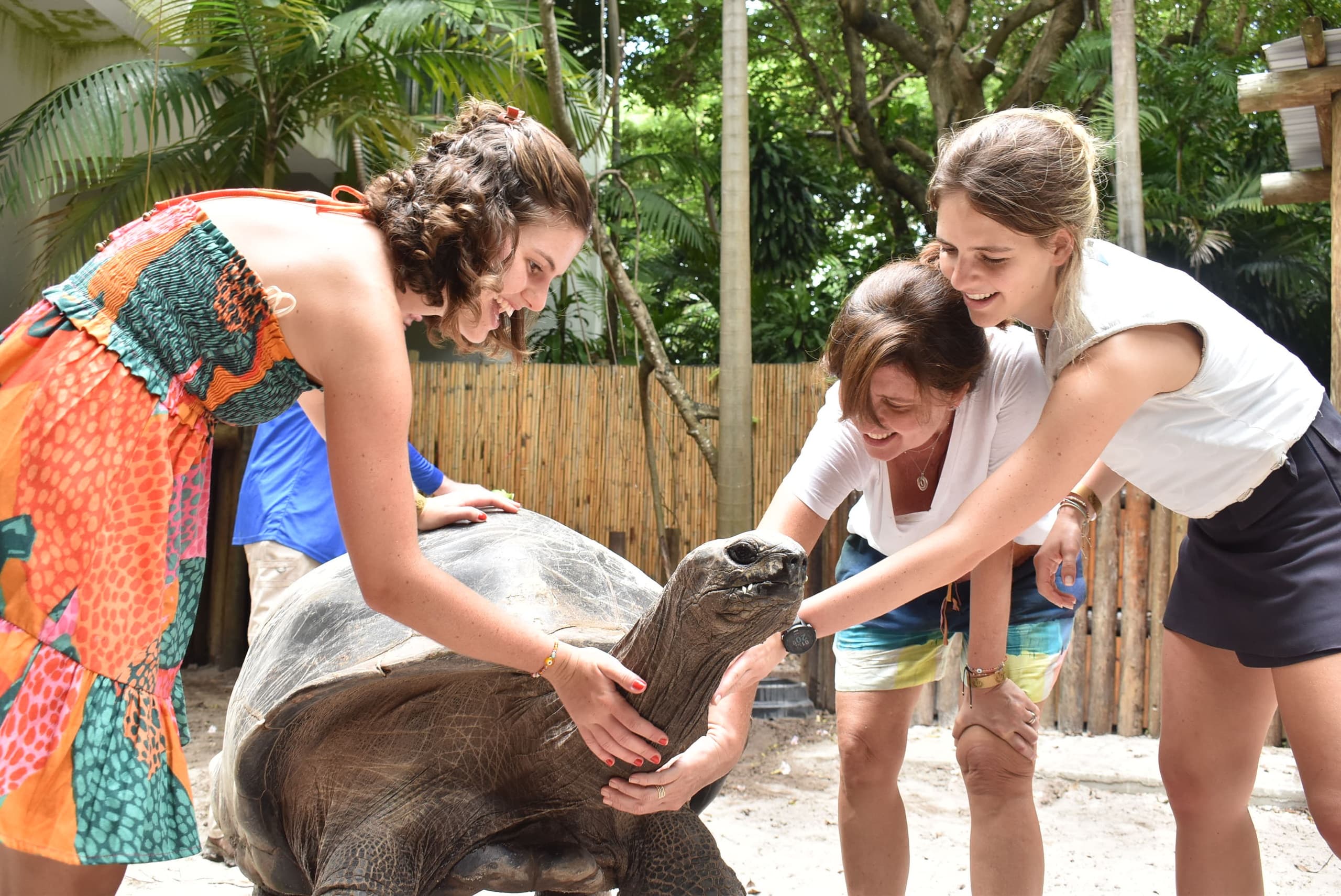 Giant Tortoise Encounter