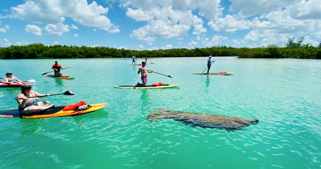 Dolphin and Manatee Adventure Tour of Bonita Springs